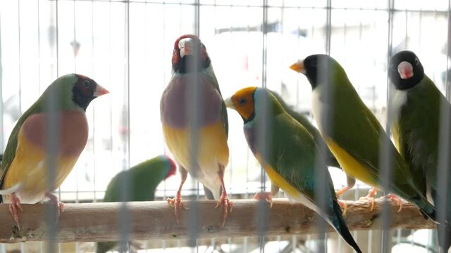 Parrot chicks in cages on pet market. From above birds being kept in small cage on Chatuchak Market in Bangkok, Thailand.