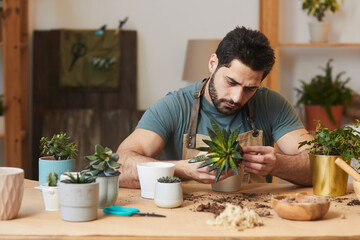 Portrait of bearded young man potting dracaena and succulents while caring for houseplants indoors,...