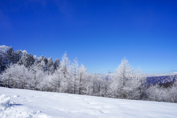Fototapeta na wymiar 【霧氷イメージ】青空と繊細な霧氷