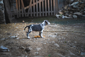 Catahoulas puppys playing around - louisiana leopard dog