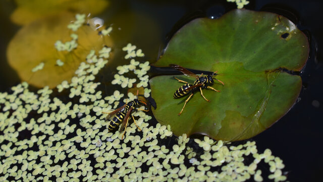Französische Feldwespe, Polistes dominula, eine Wespe der Faltenwespen, beim Trinken, friedliche, nützliche Wespe für nachhaltigen Gartenbau, natürliche Schädlingsbekämpfung, Artenreichtum