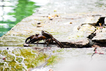Crab
