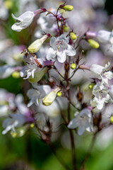 Dainty little blooms