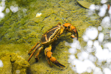 Obraz na płótnie Canvas Crab in Water