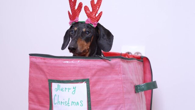 Cute black and tan dachshund dog in hairband with deer horns on head pokes out of big red bag of Christmas stuff like adorable present. Search for holiday gifts.