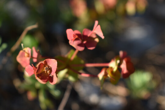 Wolfsmilch, Euphorbia, im Abendlicht, fruchtend mit roten Hochbl&auml;ttern 	
