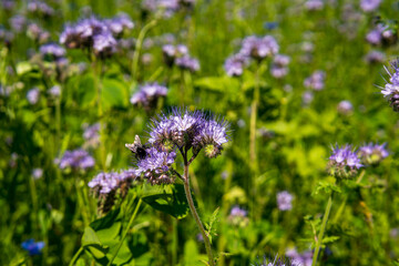 Beautiful flowers and grain fields with bees and insects