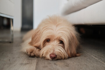 Furry dog lying on the wooden floor looking at camera