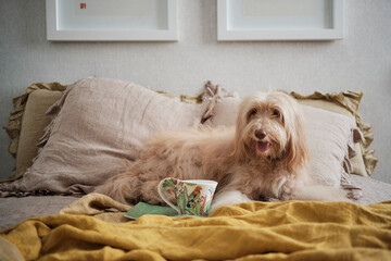 Furry dog lying on the bed with a cup of tea