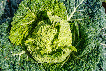 Cabbage head in field. Gardening background in open ground, close up.