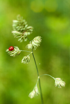 Ladybug on wet grass