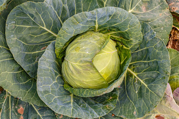 Obraz premium Green Cabbage head in field. Gardening background in open ground, close up.