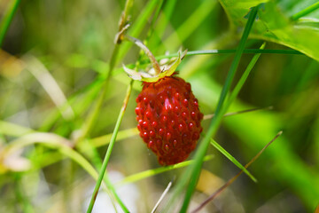 Fresh red strawberries in the summer forest