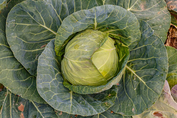 Obraz premium Green Cabbage head in field. Gardening background in open ground, close up.