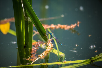 Common Blue Damselfly