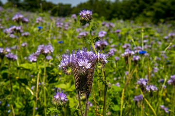 Beautiful flowers and grain fields with bees and insects