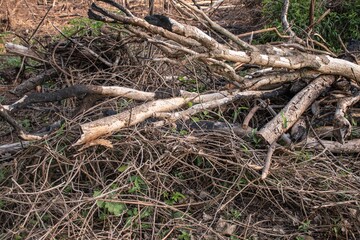 Fototapeta premium tree roots in the forest