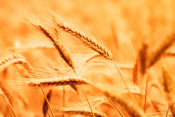 Ripe barley crops in cultivated field