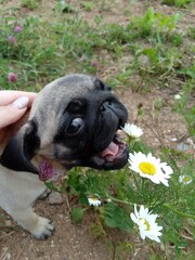 french bulldog puppy sitting on a grass