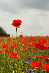 red poppy field
