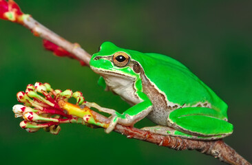 Obraz premium Beautiful Europaean Tree frog Hyla arborea 