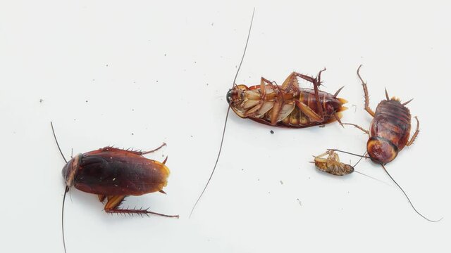 Cockroaches with broken legs are lying on the floor. White background.