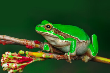 Beautiful Europaean Tree frog Hyla arborea 