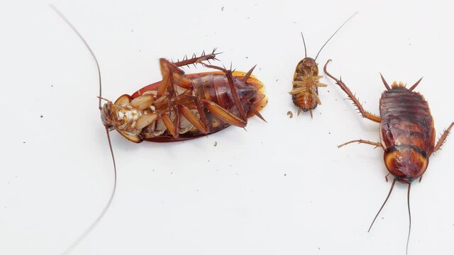 Cockroaches with broken legs are lying on the floor. White background.
