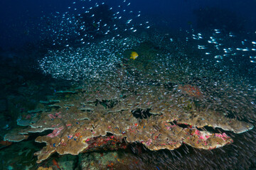 Hard coral formation in the tropical sea