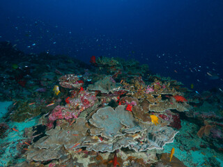 Naklejka na ściany i meble Hard coral formation in the tropical sea
