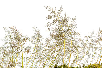 Hampes florales d’agave avec grappes de bulbilles 