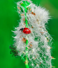 Beautiful ladybug on leaf defocused background