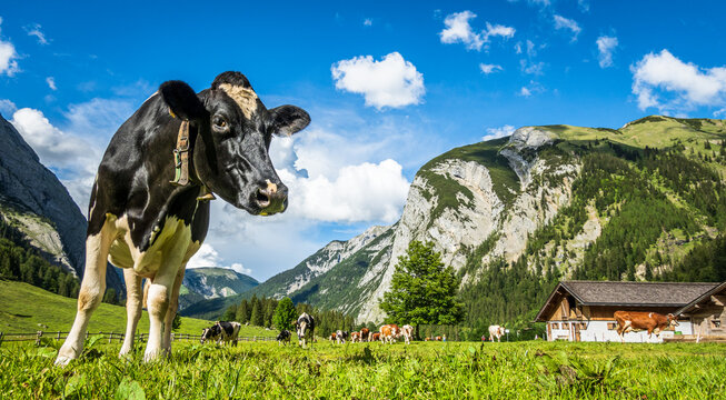 nice cow at the eng alm in austria