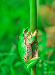 Beautiful Europaean Tree frog Hyla arborea 
