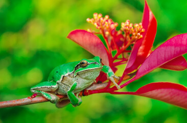 Beautiful Europaean Tree frog Hyla arborea 