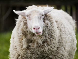 Portrait of funny face sheep chewing grass