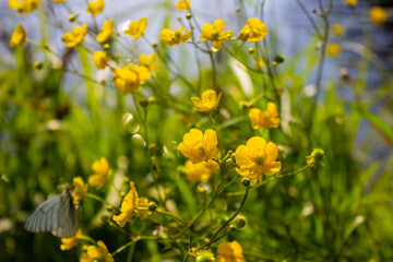 Yellow flower in a green field. Beautiful and quiet environment.