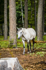 Naklejka na ściany i meble Konik, forest horse, hybrid of wild tarpan and domestic horse