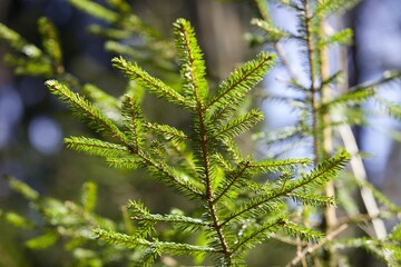 Young coniferous tree in the forest . Green Fir tree close-up. Green sapling of spruce in the spring coniferous forest. Nature reserve recovery. Reforestation in evergreen primeval woodland. New life.