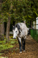 Konik, forest horse, hybrid of wild tarpan and domestic horse