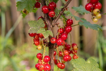 A bush of red currants in the village