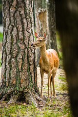 Young Dappled deer standing in forest