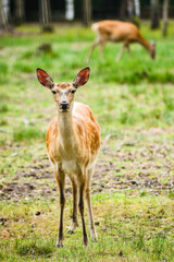 Young Dappled deers feeding in meadow