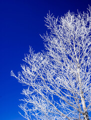 【霧氷イメージ】青空と繊細な霧氷