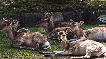 Lying deer in public Nara Park, famous tourist attraction. Nara, Japan
