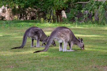 Two kangaroos eating grass