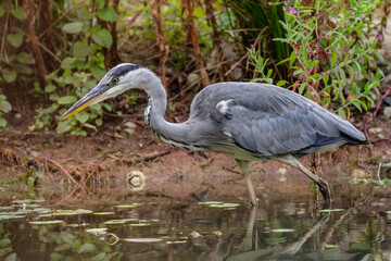 Great Blue Heron in the water