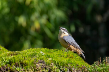 Nuthatch in the forest