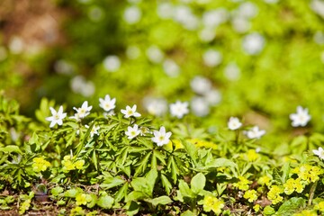 Bright white spring flowers in the forest close-up. Flowering white buds on a sunny spring day close up. Spring flowers and bright green shoots of plants in the forest. Nature Macro photography. 