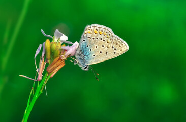 Closeup beautiful butterfly sitting on the flower in a summer garden

